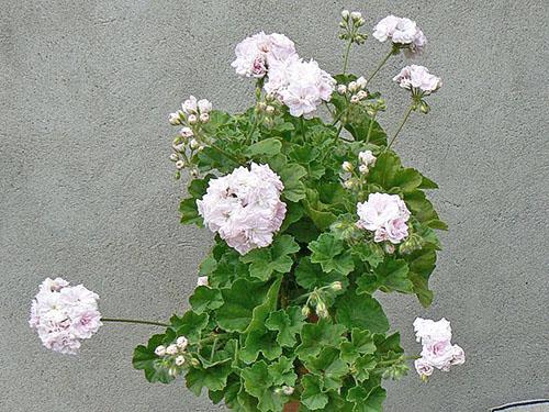 Üppige Pelargonienblüte Millfield Rose