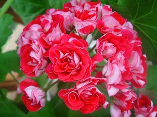 لون غير عادي لزهور البلارجونيوم