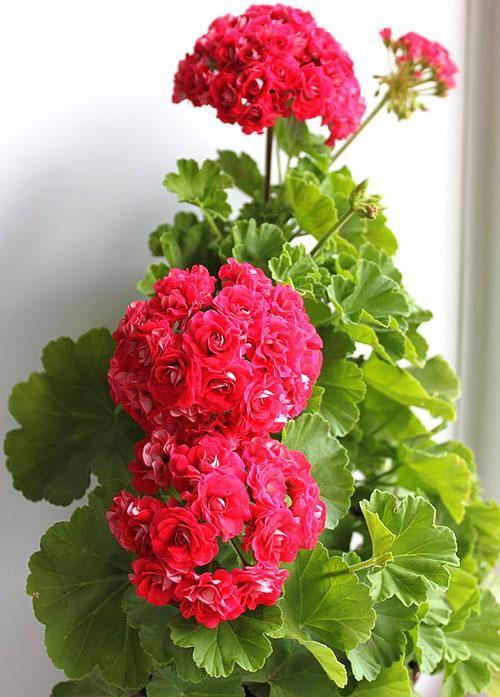 تتفتح Pelargonium Rosebud Supreme