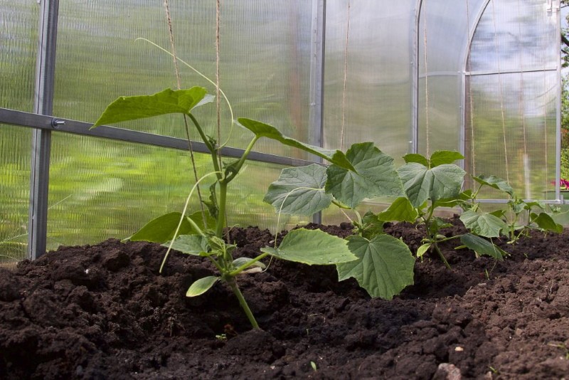 při jaké teplotě zasadit okurky do skleníku