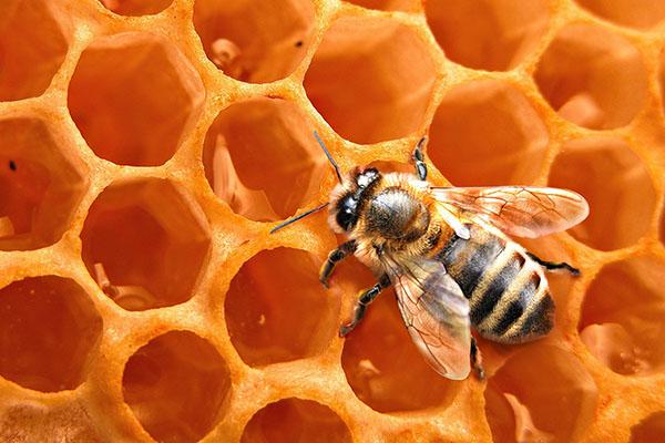 včelí vosk v medicíně