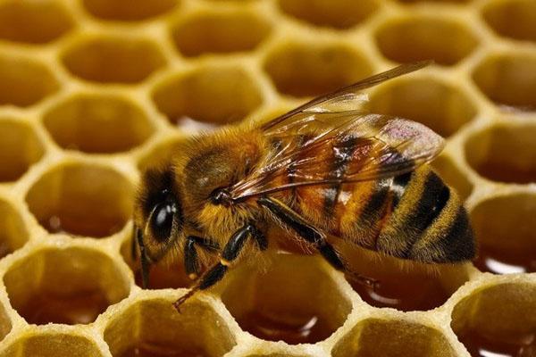 Behandlung von Bienen mit Lozeval
