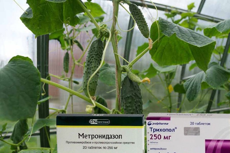 použití trichopolum pro rostliny