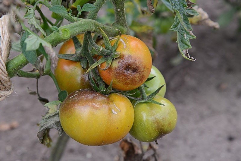 Krautfäule von Tomaten