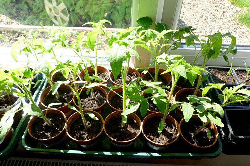 Primrose - Plantare și reproducere