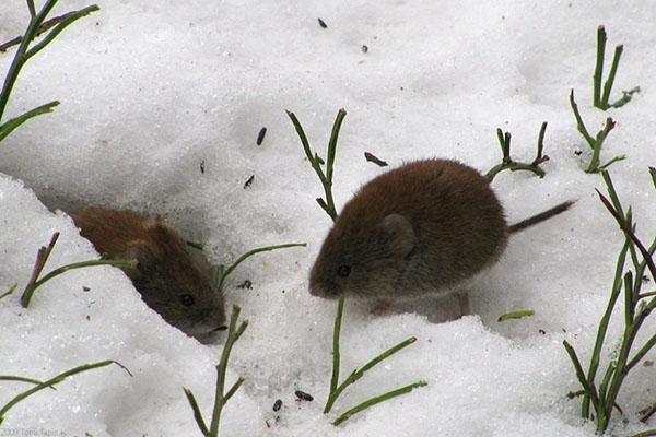 myši v zimě v květinové zahradě