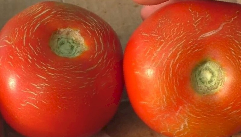 praská jako odrůdový znak rajčat