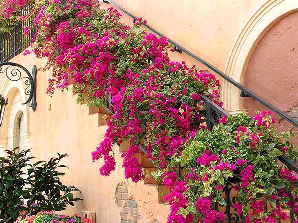 Dekorace schodiště popínavé rostliny