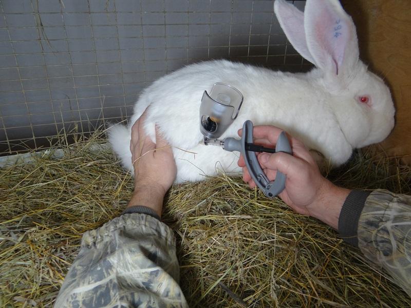 Die Impfung von Kaninchen schützt Tiere vor Krankheiten