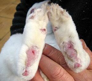 Kaninchen hat sich in einem Käfig die Pfoten verletzt