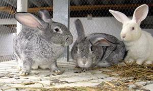 Kaninchen haben eine schwache Immunität gegen verschiedene Krankheiten