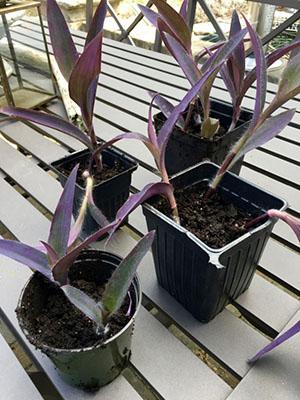 يمكن استخدام القمم المقطوعة في زراعة نباتات جديدة