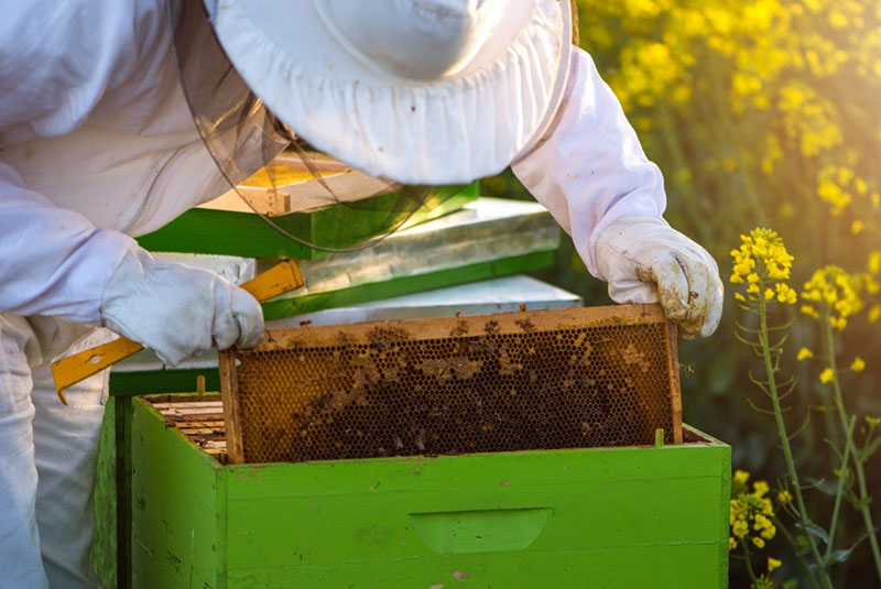 kandy je pro včely zásadní