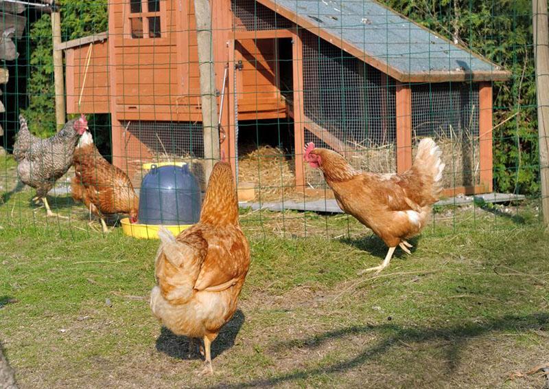 pohodlné podmínky pro kuřata