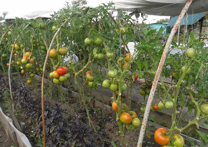 زراعة الطماطم دون سقي
