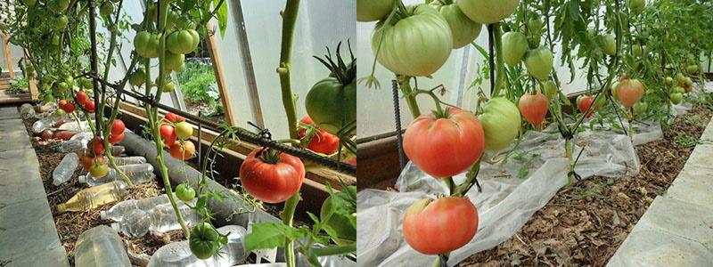 جوهر طريقة زراعة الطماطم بدون سقي