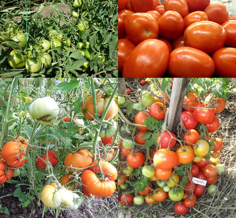 أصناف الطماطم للأرض المفتوحة