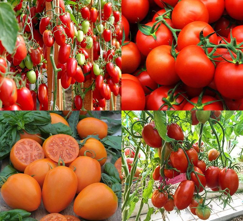 أصناف الطماطم للاحتباس الحراري