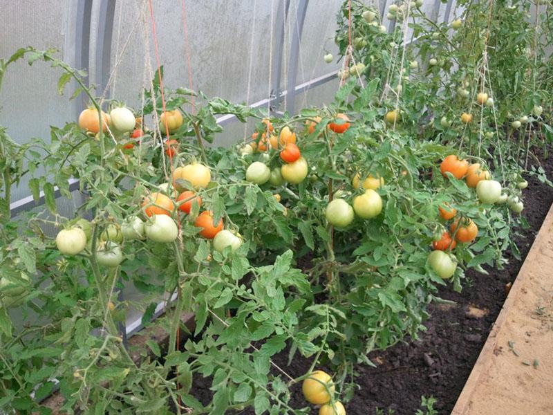 كيف تزرع الطماطم دون سقي في دفيئة