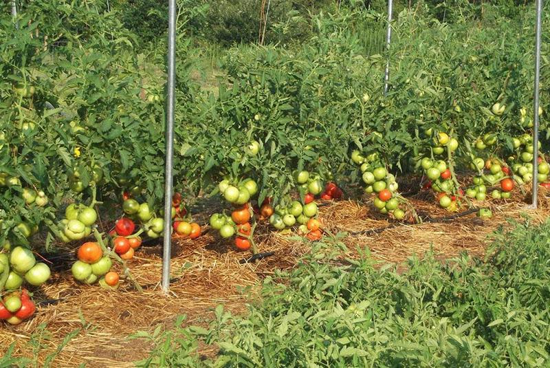 كيف تزرع الطماطم دون سقي في الحقل المفتوح