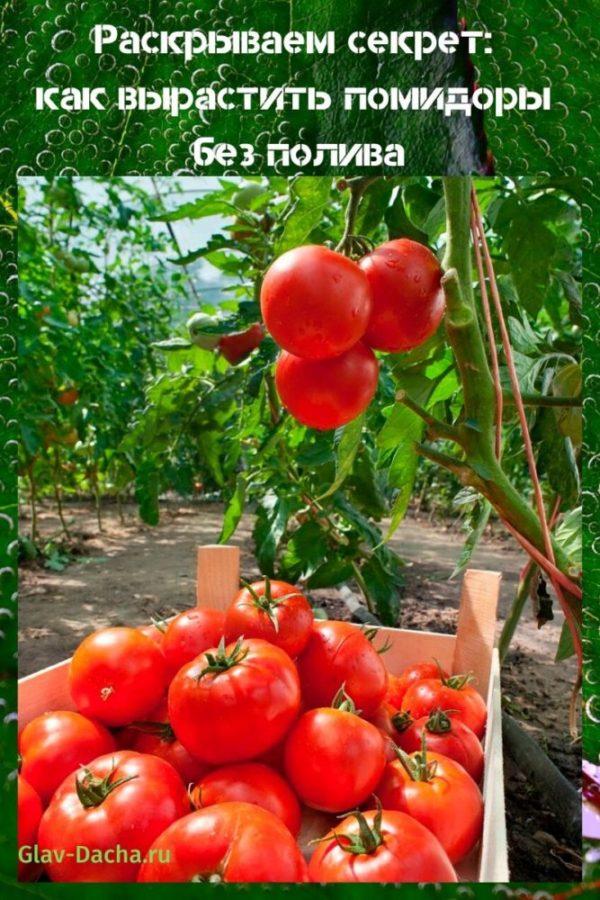 كيف نزرع الطماطم دون سقي