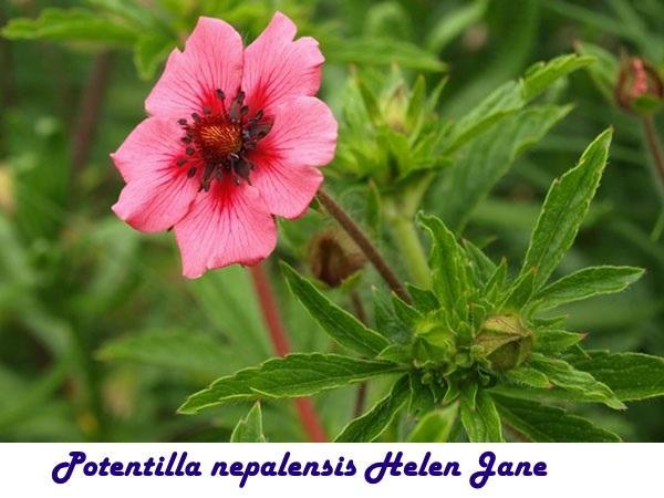 هيلين جين Potentilla nepalensis