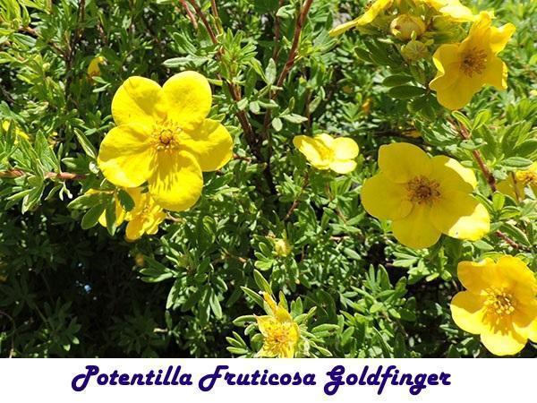 Potentilla Fruticosa Goldfinger. الأصبع الذهبي