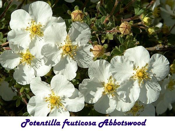 Potentilla fruticosa Abbotswood