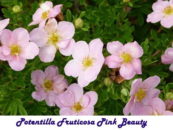 Potentilla Fruticosa Pink Beauty. الجمال الوردي