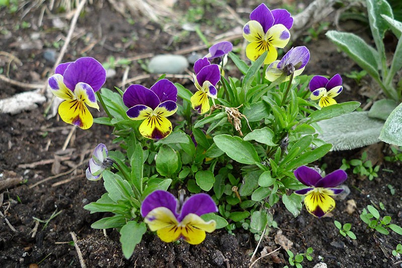 violette Trikolore