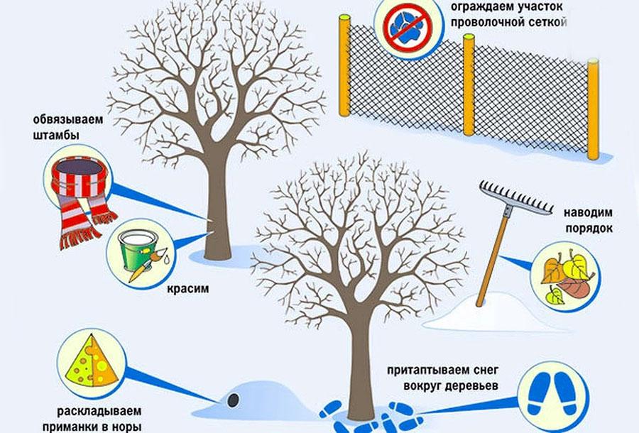wie man Bäume im Winter vor Hasen schützt