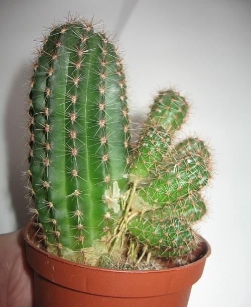 kaktusová miminka