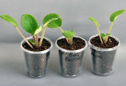 تنمية النباتات الصغيرة