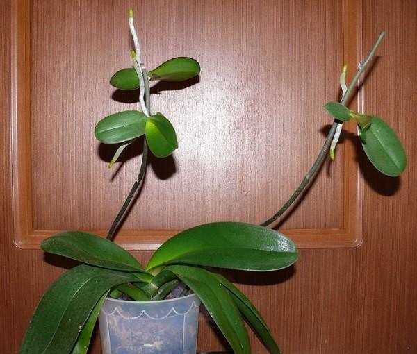 Orchideenbabys mit Wurzeln