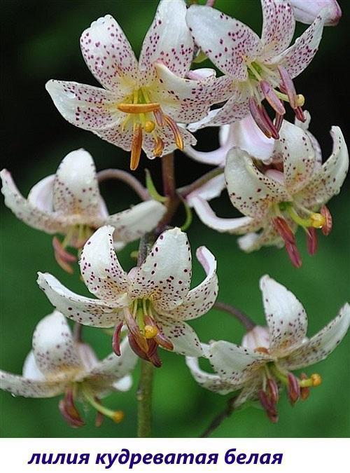 Lily curly white (L. martagon var. Albiflorum)
