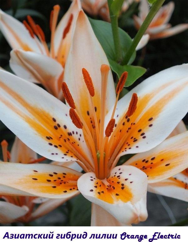 Asijský hybrid Orange Electric lily