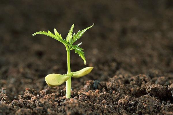 حمض البوريك لنمو النبات بنجاح