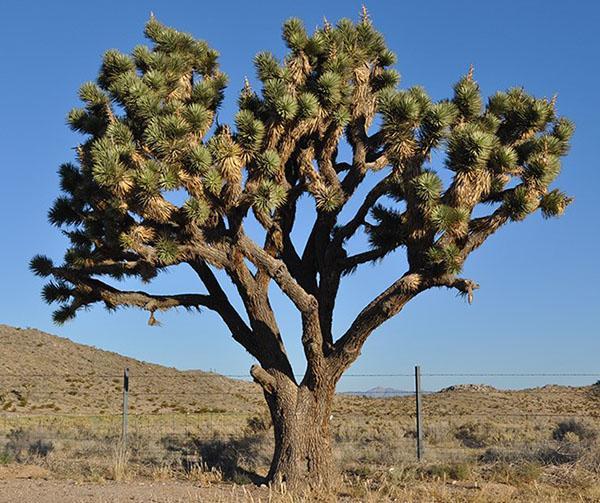 Yucca krátkolistá - strom Joshua