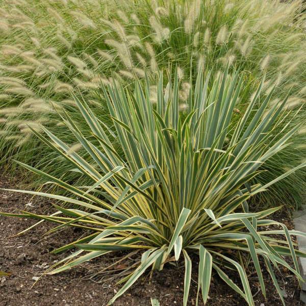 Odrůdy Yucca filamentosa Bright Edge