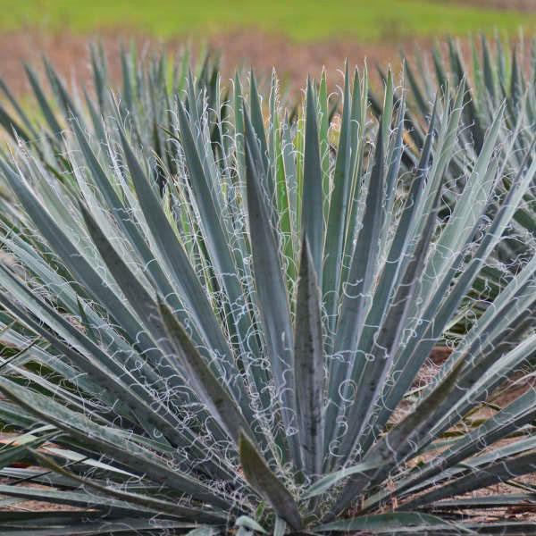 Yucca vláknité odrůdy Excalibur