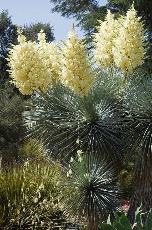 Kvetoucí Yucca rostrata