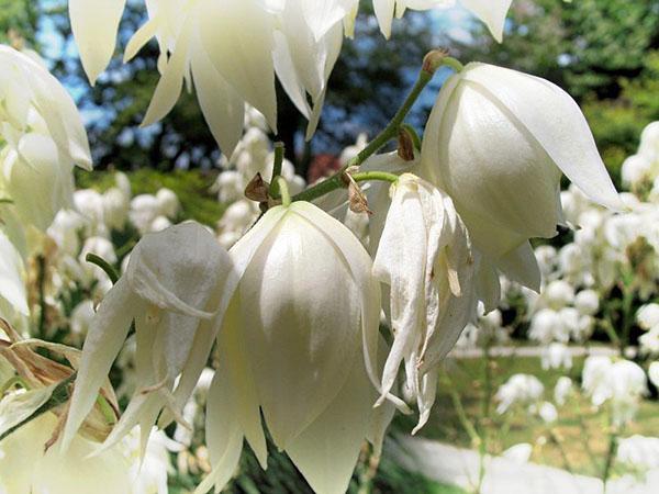 Květy yucca filamentosa