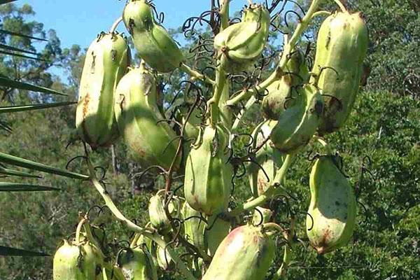 Plody Yucca aloifolia