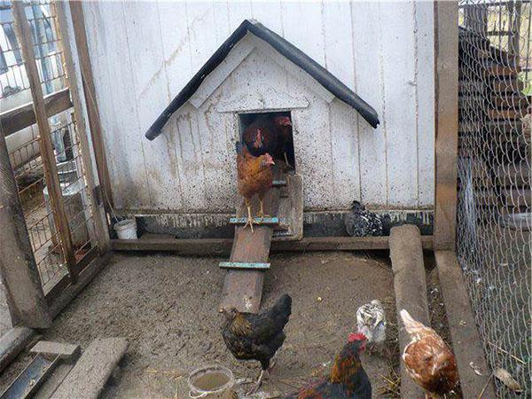 شروط حفظ الدجاج