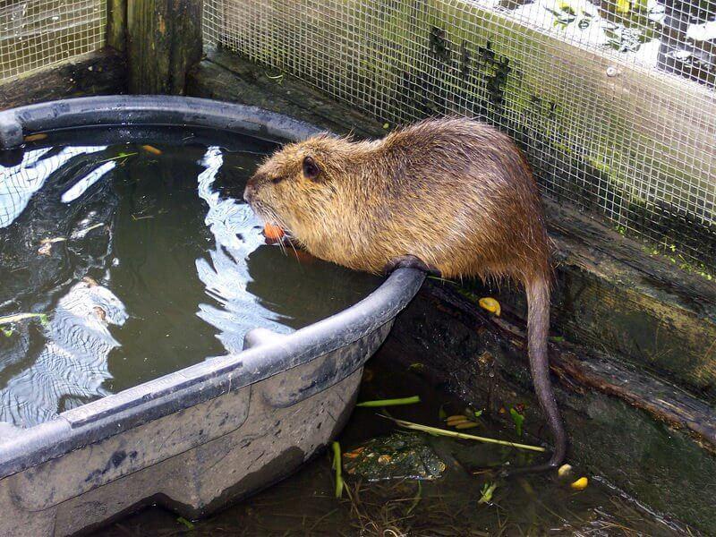 Anbau von Nutria zu Hause