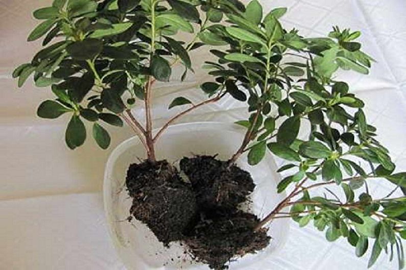 Rododendron (azalee) - Reproducere