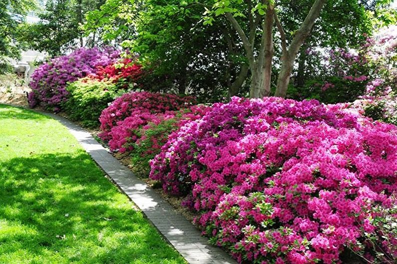 Rhododendron (azalea) - Allmänna egenskaper