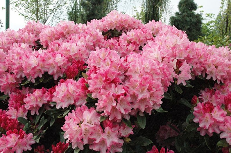 Rhododendron (azalee) - foto