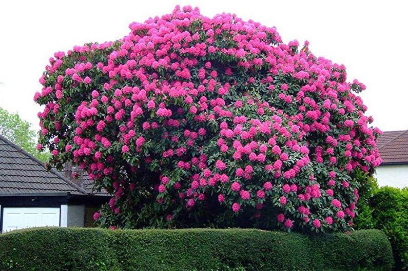 Rhododendron (azalea) - foto