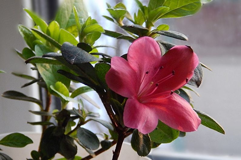 Rhododendron (azalea) - Allmänna egenskaper